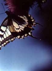 Paź królowej (Papilio machaon)