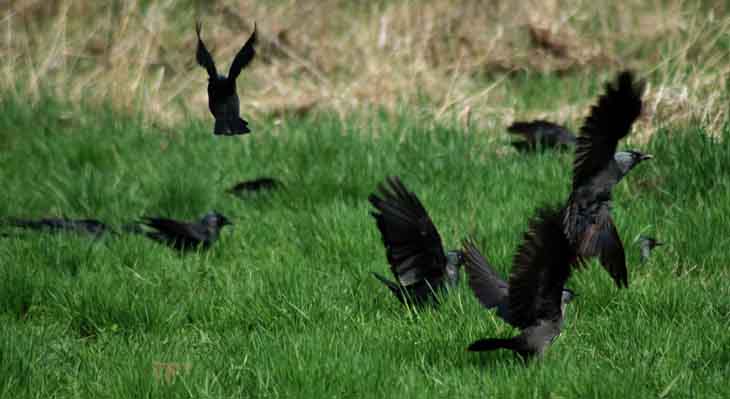 Kawki (Corvus monedula)