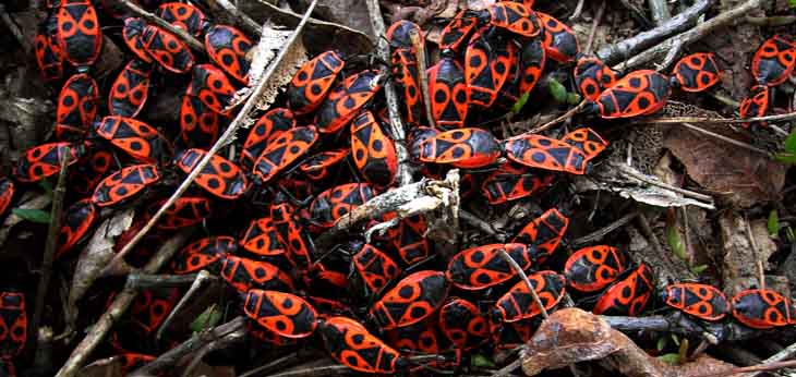 Kowal bezskrzydy (Pyrrhocoris apterus)