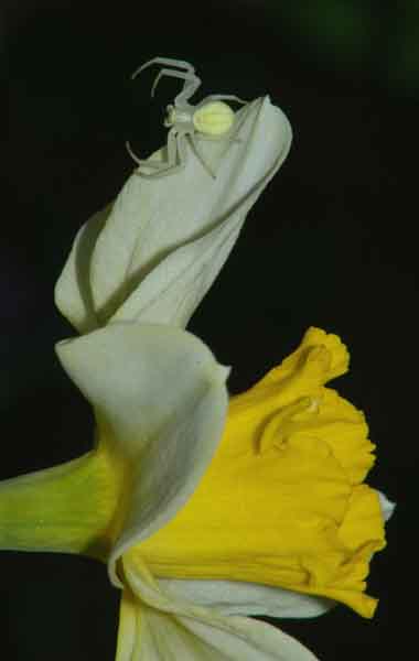 Kwietnik (Misumena vatia)