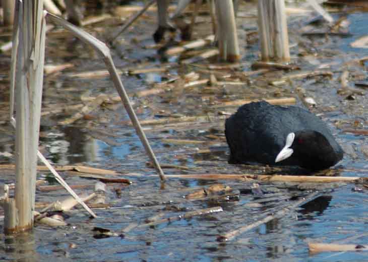 yska (Fulica atra)