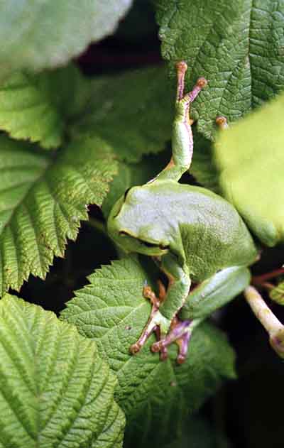 Rzekotka drzewna (Hyla arborea)