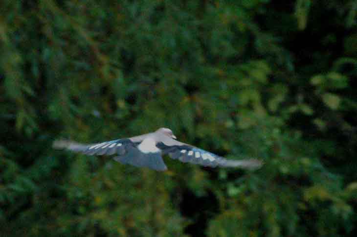 Sjka (Garrulus glandarius)