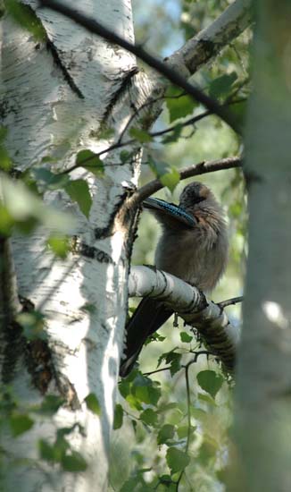 Sjka (Garrulus glandarius)