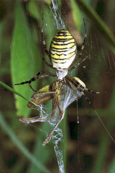 Tygrzyk paskowany (Argiope bruennichi)