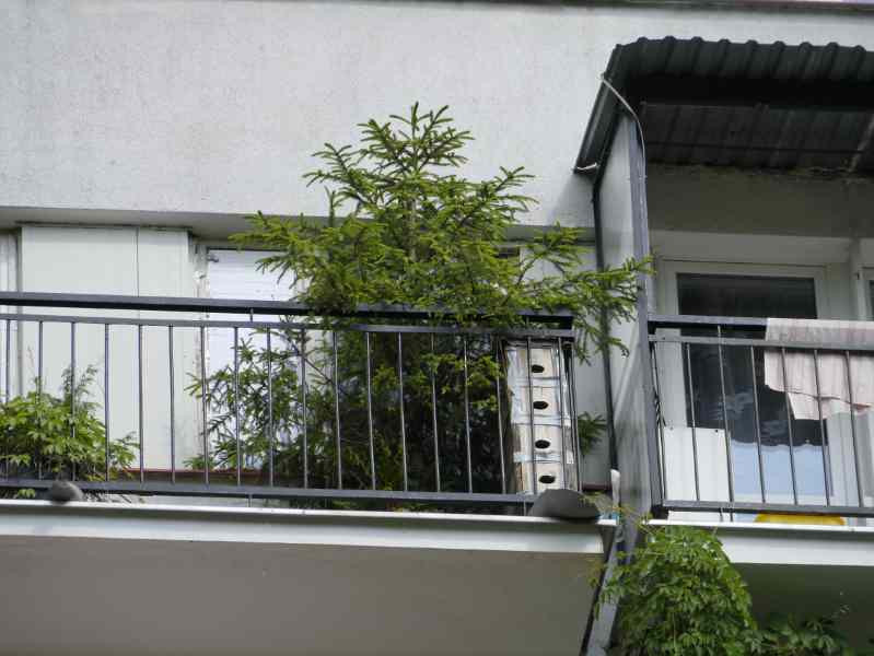 jerzyki gniazdują w budce na balkonie