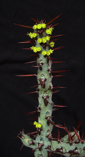 2.Euphorbia aeruginosa(?)