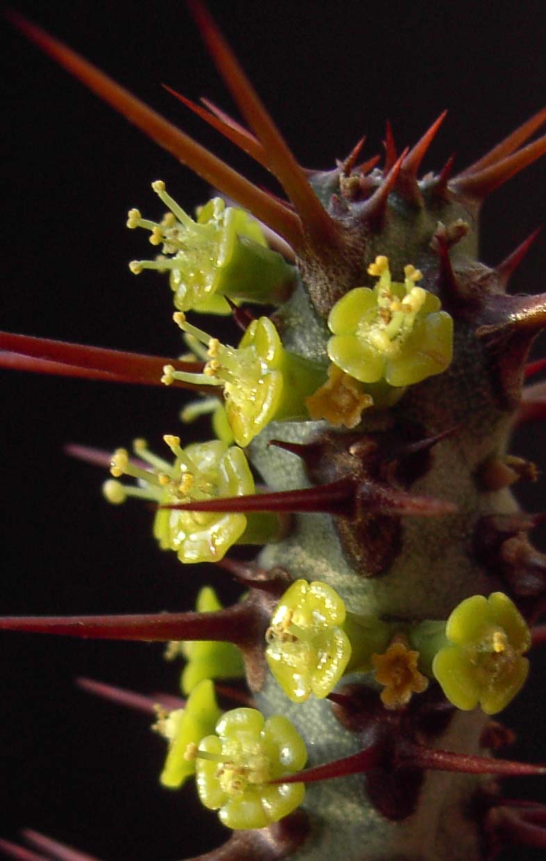 4a.Euphorbia aeruginosa(?) 1 marca