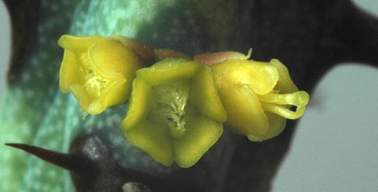 3.Euphorbia aeruginosa(?)