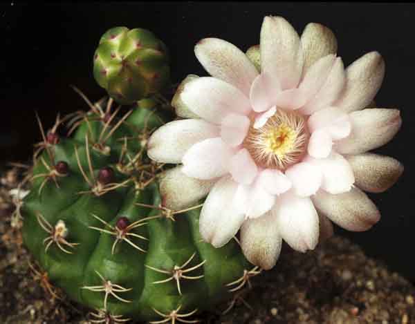 9.Gymnocalycium (?)