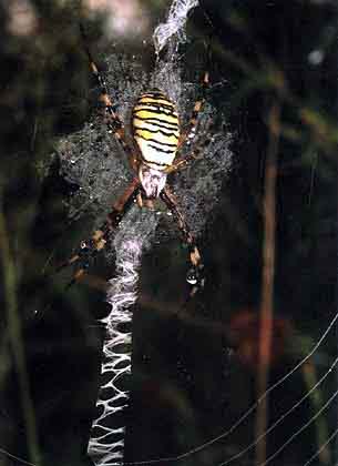 Tygrzyk paskowany Argiope bruennichi