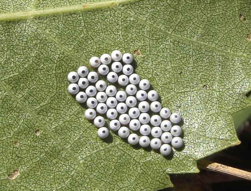 Narożnica zbrojówka (Phalera busephala) jaja pod liściem brzozy